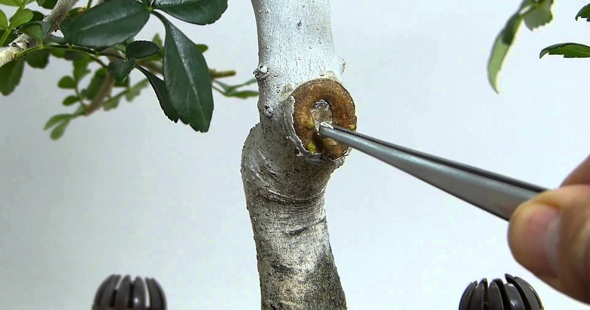 Taller del Bonsai en Lima JESTE FASHIN HO