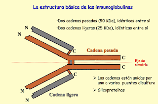 Ige baja inmunoglobulina muy