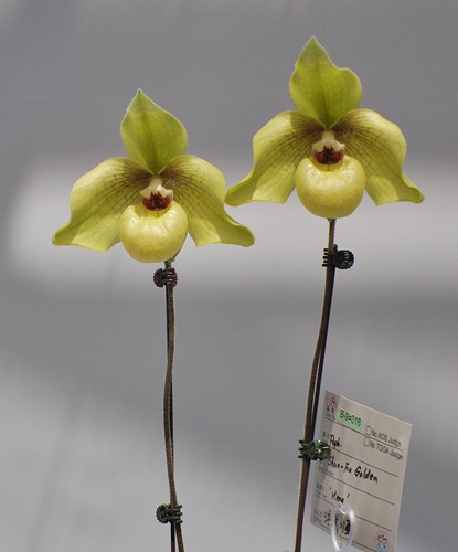PaphYeo: TIOS 2012 - Paph hybrids