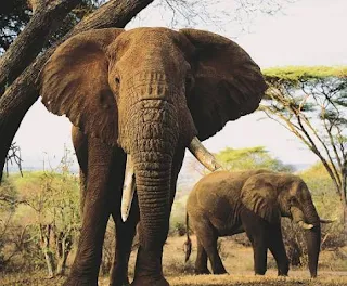 Gajah Terbesar