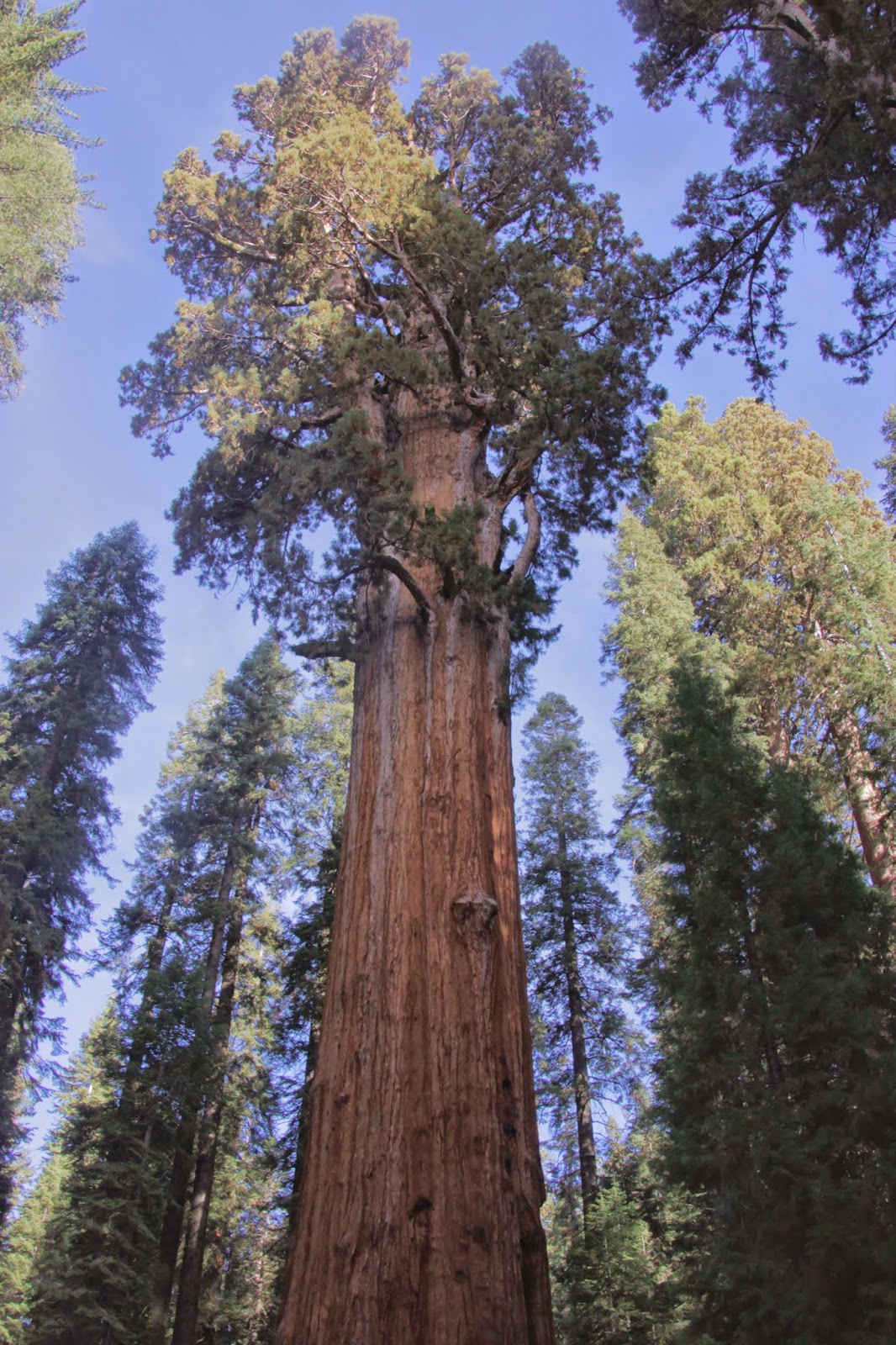 Giant Sequoia Tree