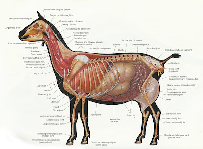 Atlas de anatomia animal