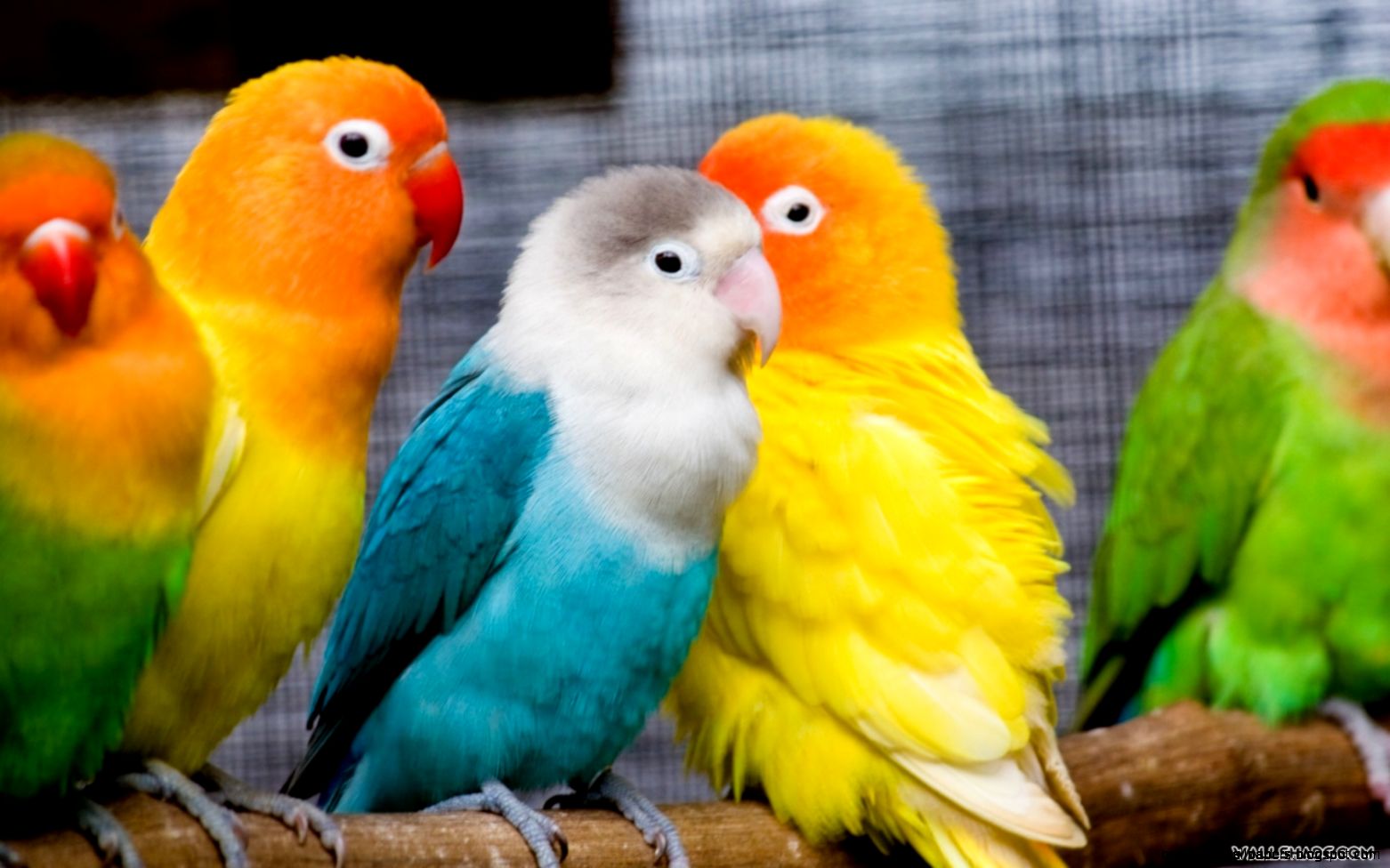 Free Download Images Of Love Birds