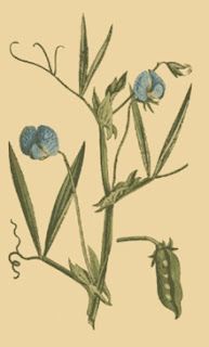 Chícharo, Lathyrus sativus