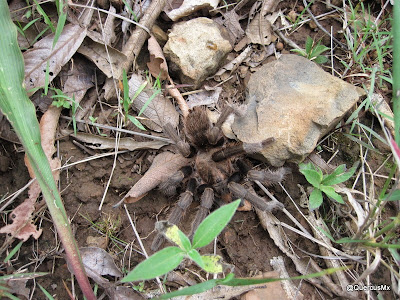 Tarántula en el Volcán de Tequila