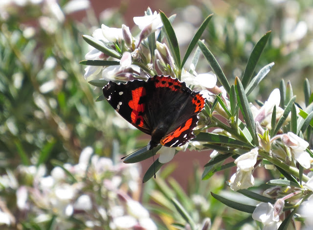 Canary Red Admiral - Tenerife Canary Red Admiral - Tenerife
