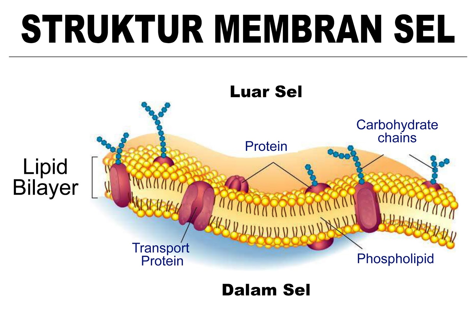 Here I Grow BAGIAN BAGIAN SEL  DAN  FUNGSINYA