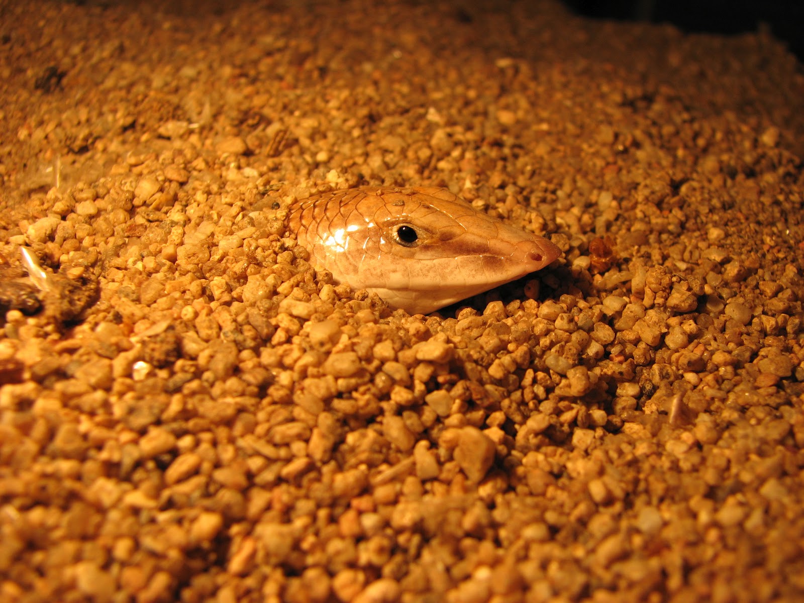 ANIMALES EXTRANOS!!!Pez de arena o Scincus