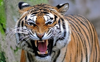 [صورة: tigers-bengal_00290580.jpg]