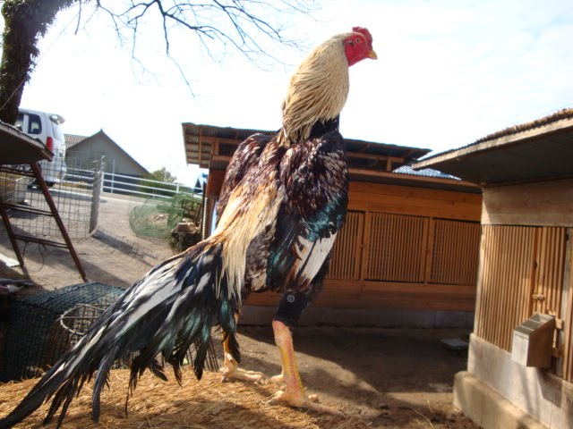 8 Ciri Ayam Bangkok Betina yang Baik untuk Induk Babon ...