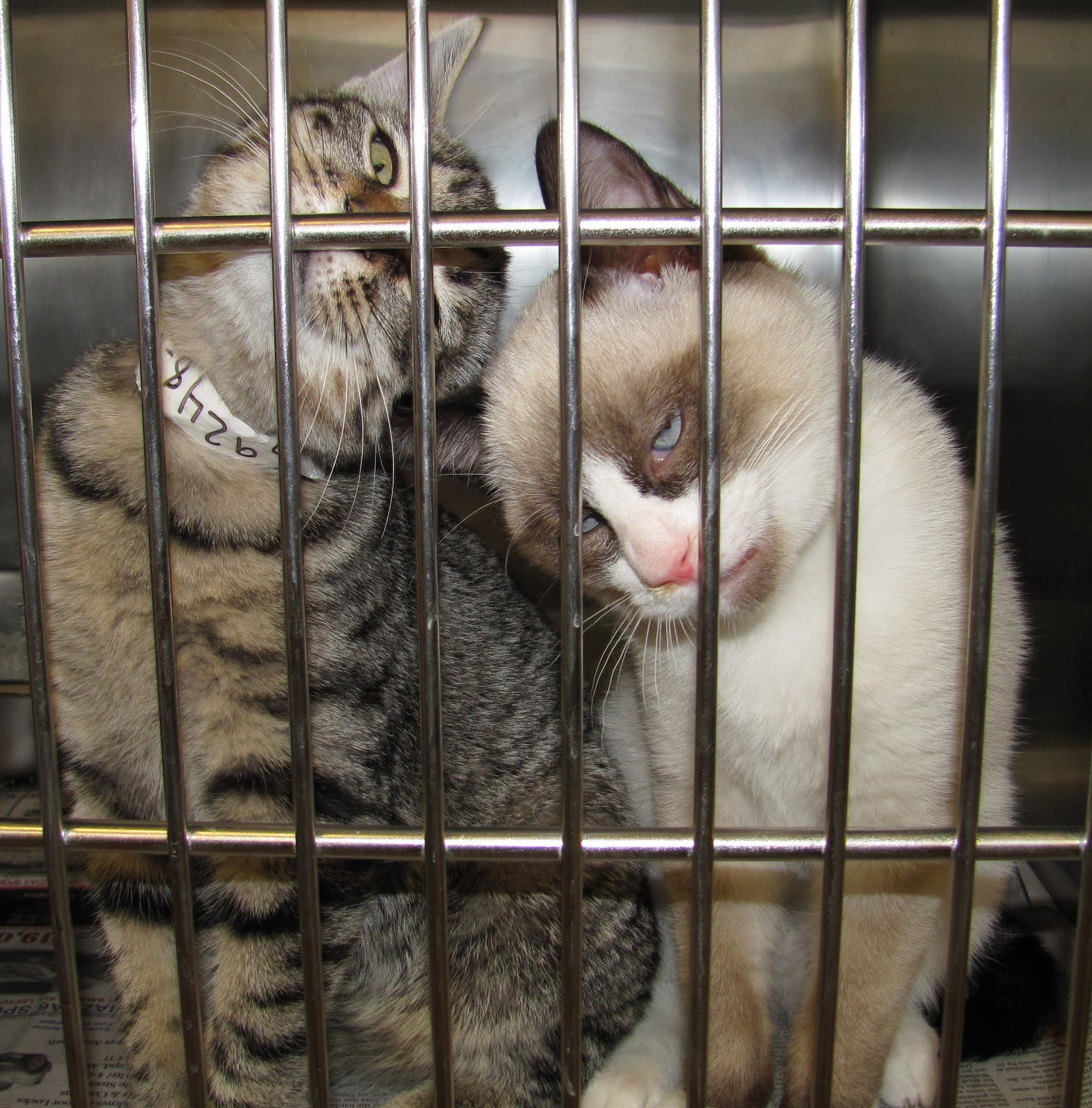 Friends of the Burlington County Animal Shelter (New Site