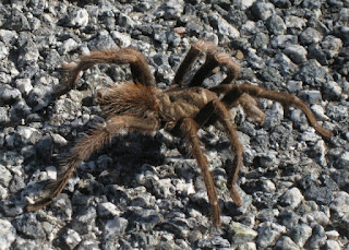 Male tarantula on Cañada Road, Gilroy, California