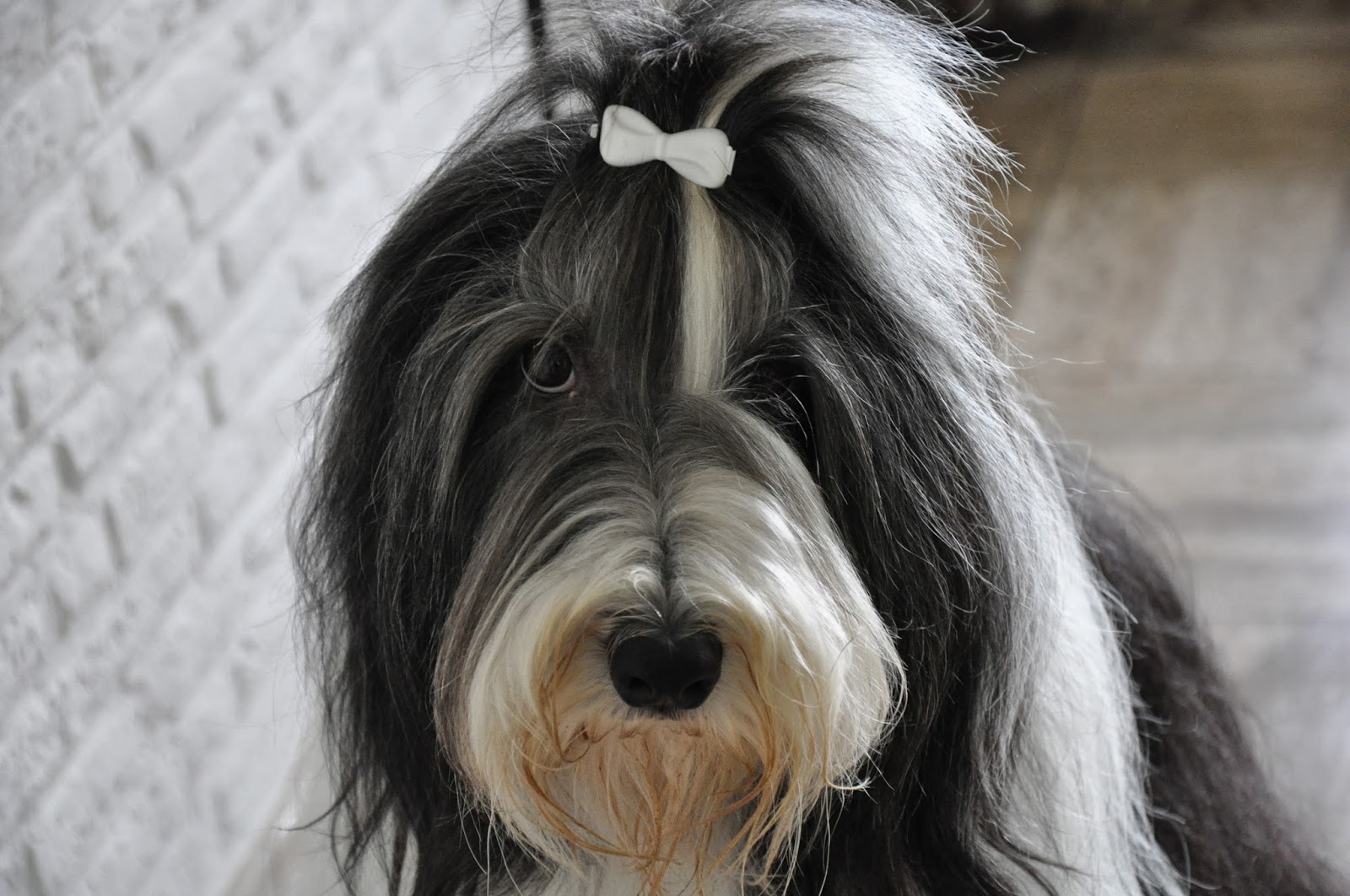 beardie_image_5