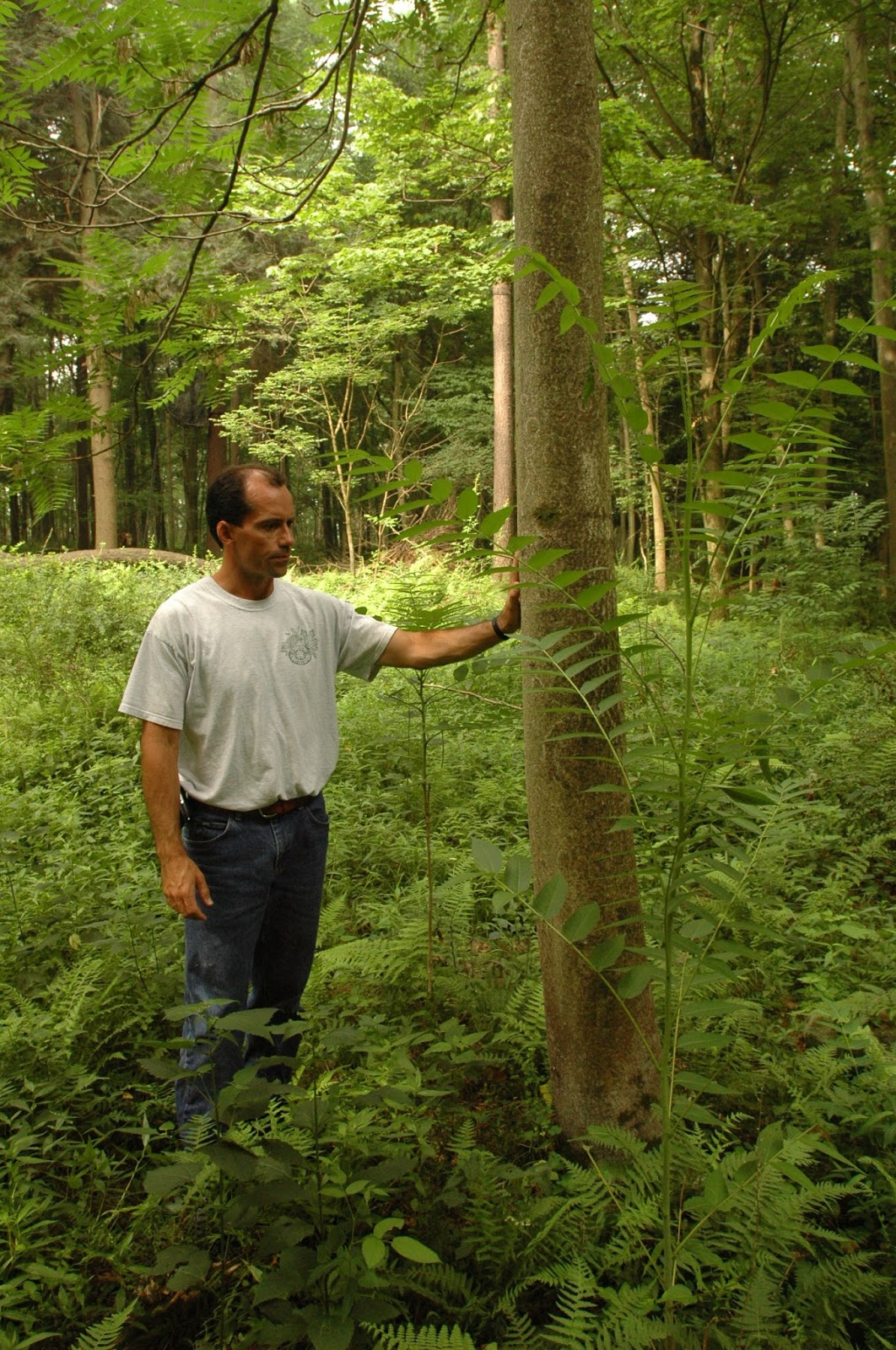 Central Pennsylvania Forestry Invasive Species Highlight Tree of