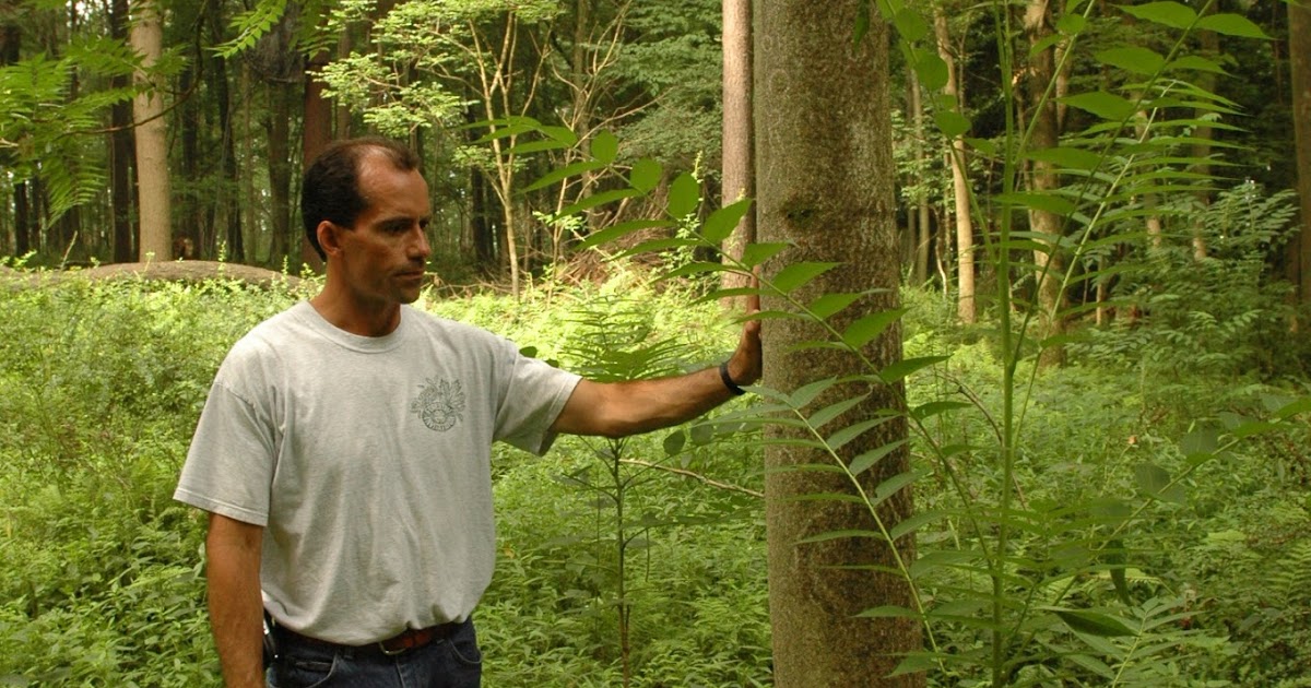 Central Pennsylvania Forestry Invasive Species Highlight Tree of