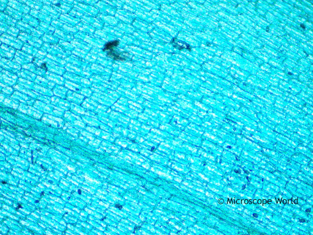 Lab microscope image of hydrilla verticillata captured at 100x magnification.
