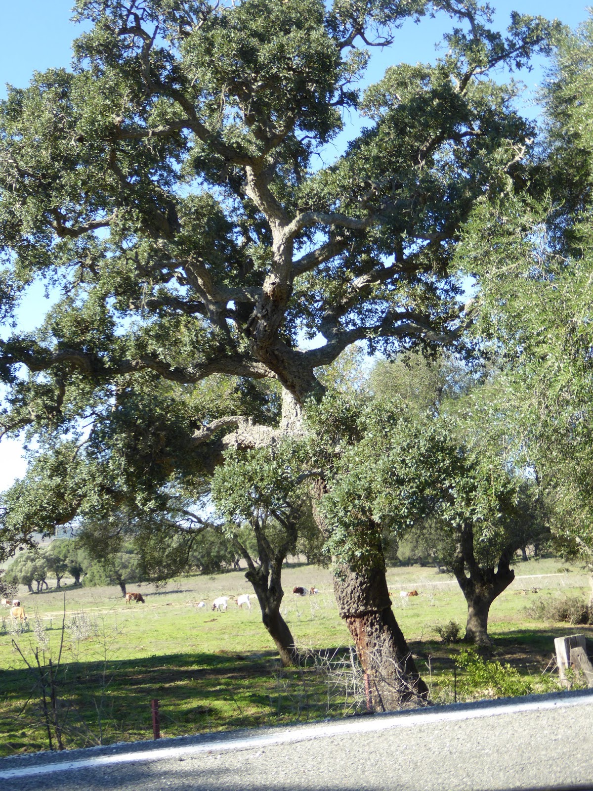 Nancy and Julianne's Travels Cork Oak forests in Atlantic Spain