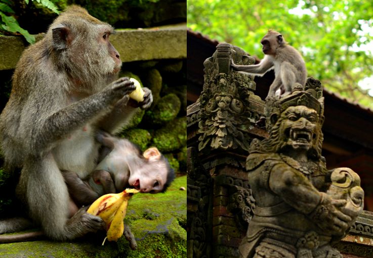 Monkey forrest, Bali, Indonesia