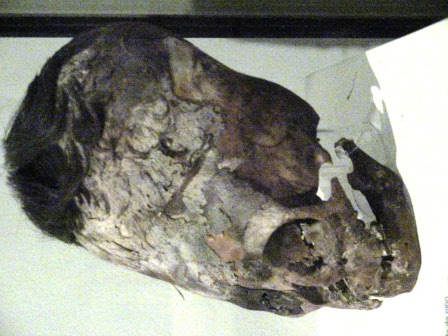 Peruvian Alien bodies found in a cave in Peru
