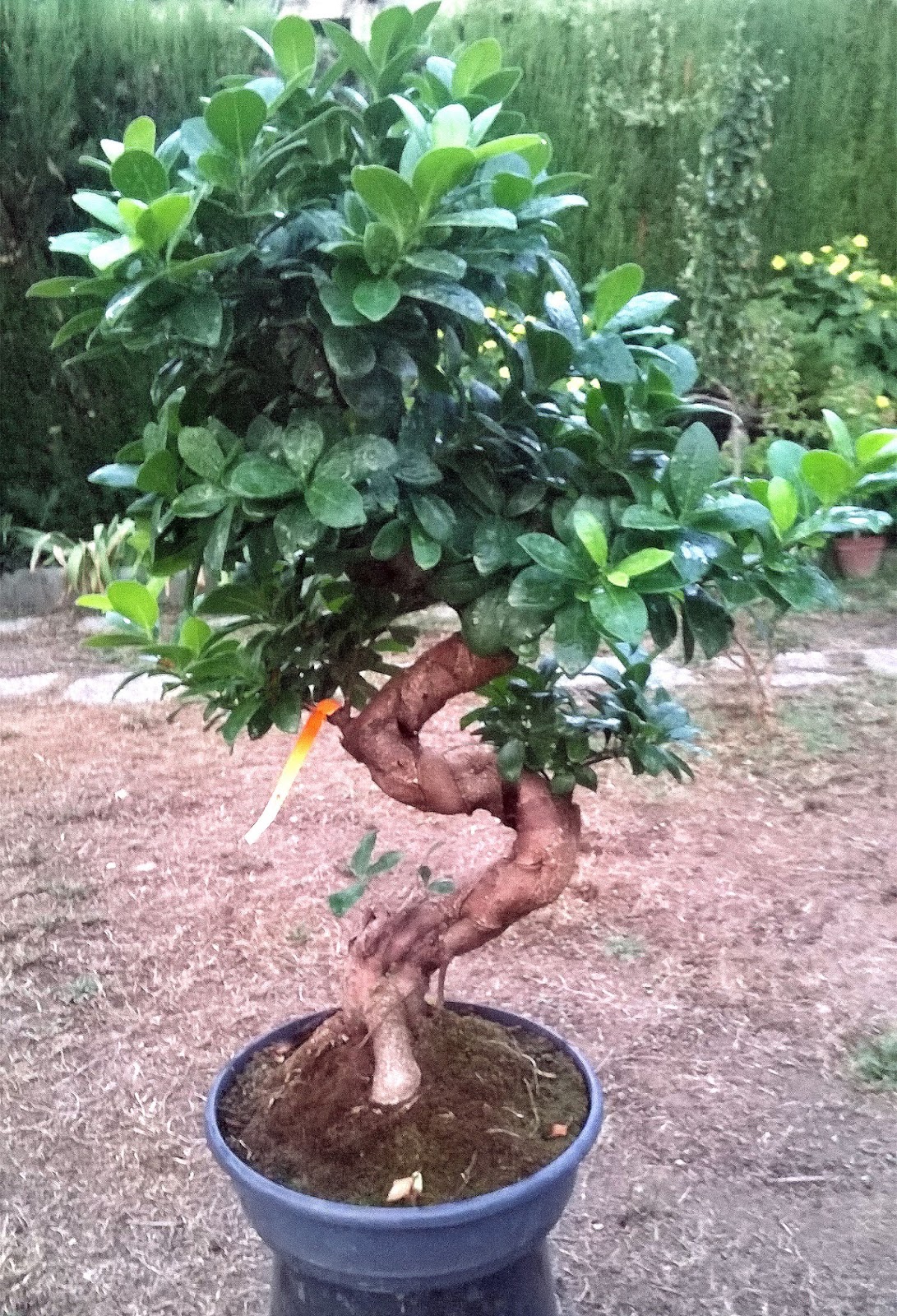 TOT BONSAI Ficus Panda...