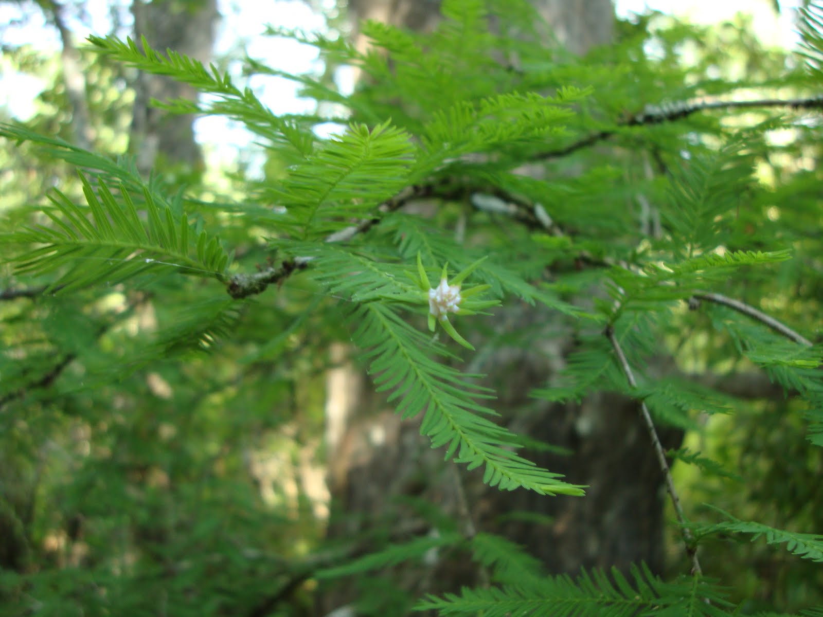 Pond vs. Bald Cypress