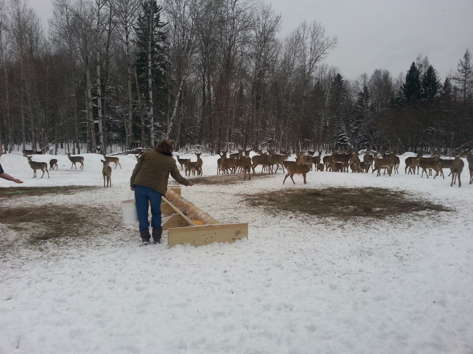 The Walking Stick Feeding the Deer in Hulbert, Michigan