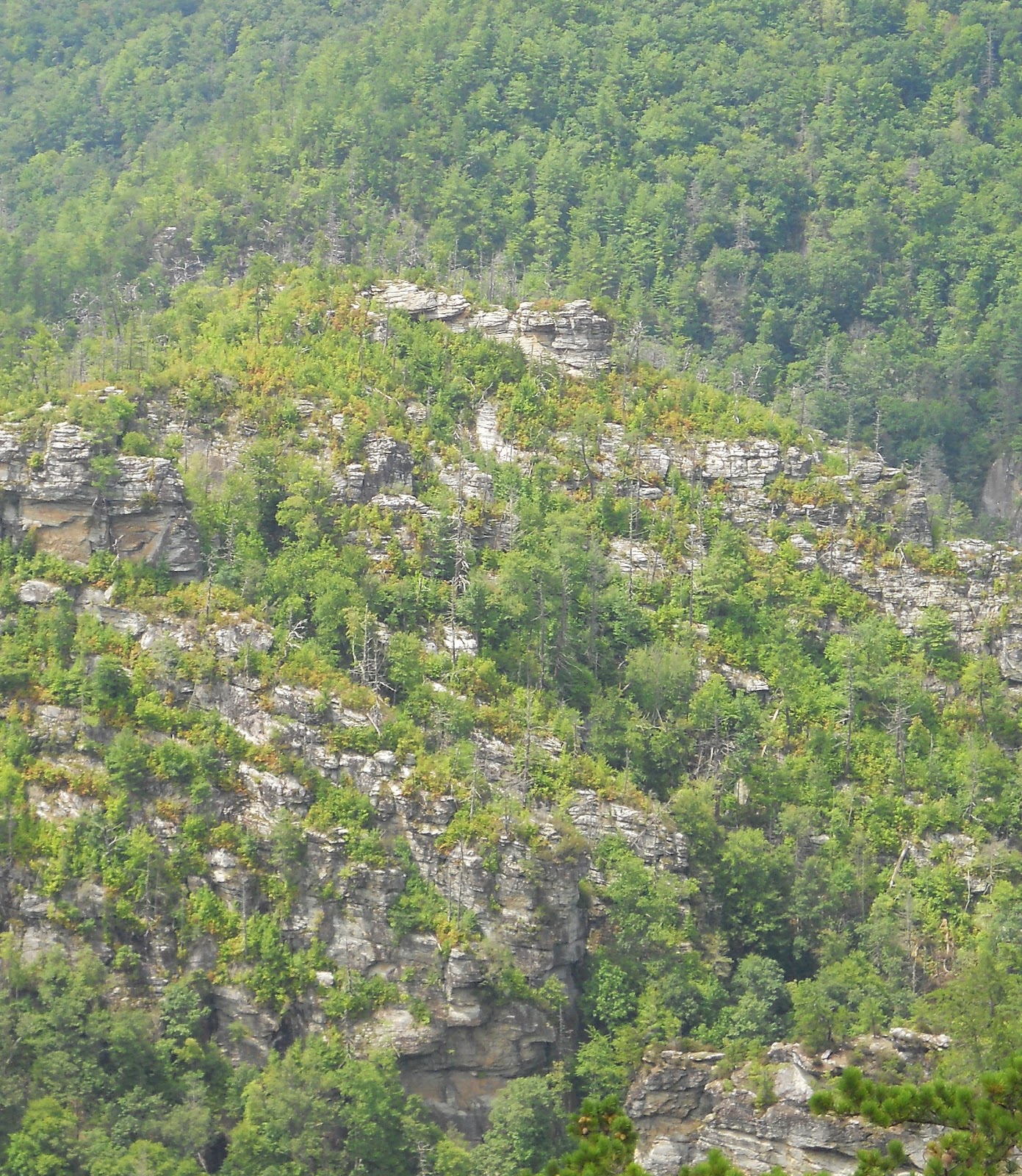 Hiking with a Fat Bald White Guy: Linville Gorge - Devils Cliff