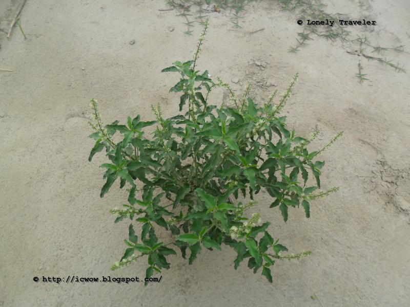 Bon Tulshi(বন তুলসী) Croton bonplandianum