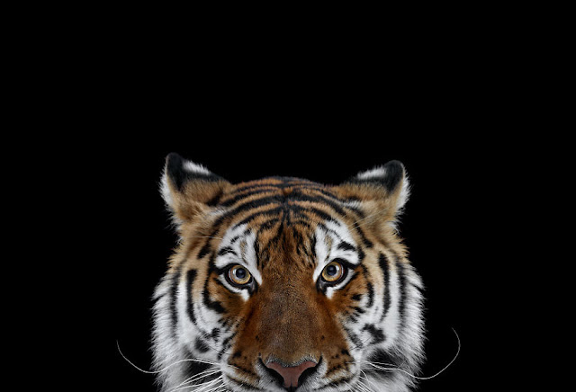 I-Create-Studio-Portraits-of-Exotic-Animals-Looking-Directly-Into-the-Camera13__880