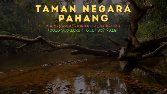 Pakej Murah Taman Negara Pahang, Jerantut, Pakej Taman Negara 2019, Kuala Tahan, Orang Asli, Aktiviti taman negara, Pakej 3 hari 2 malam, Pakej 2 hari 1 malam, taman negara pahang jerantut, penginapan taman negara, sungai, hutan hutan khatulistiwa,