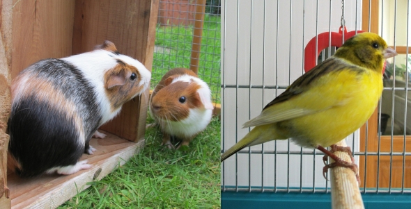 Guinea Pigs and Canary pets hazelfishercreations Guinea Pigs and Canary pets hazelfishercreations