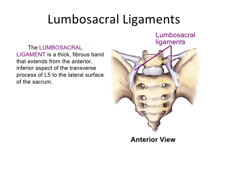 Running Solutions Hamstring/ Calf Pain? Treat Your Back
