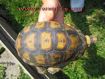 South African bowsprit tortoise