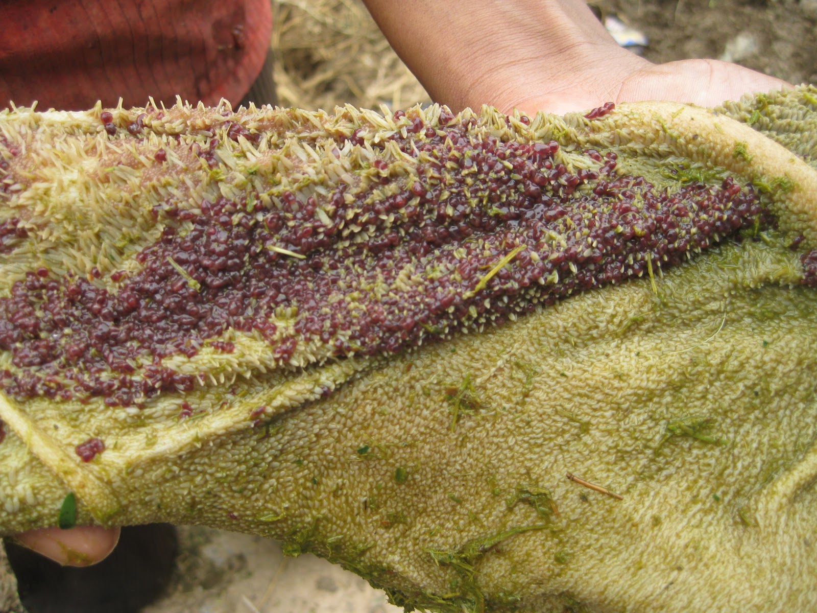 Dr. C. Pavan Kumar, Veterinarian