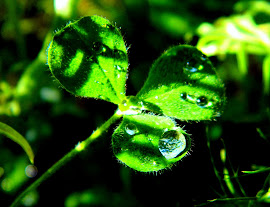 Clover