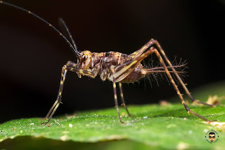 Circket (Gryllidae)