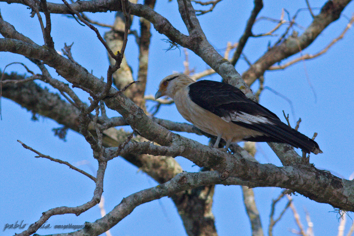 mis fotos de aves Milvago chimachima Chimachima Yellowheaded Caracara