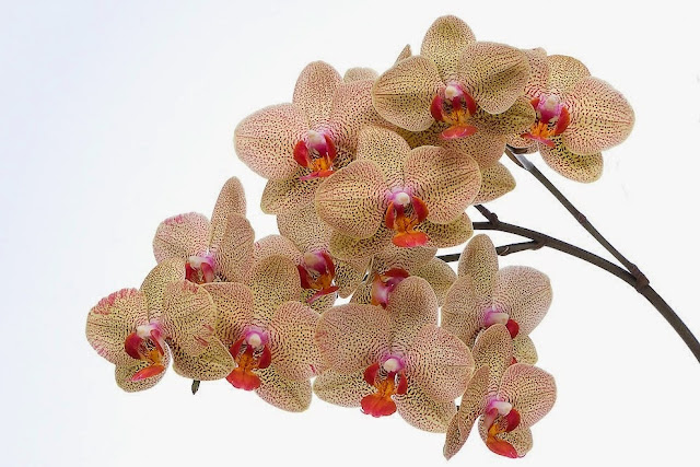 forumagel.com ORKİDE (Phalaenopsis) BAKIMI forumagel.com ORKİDE (Phalaenopsis) BAKIMI