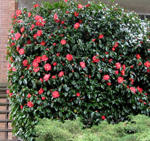 World Of Camellias Louisiana Nursery