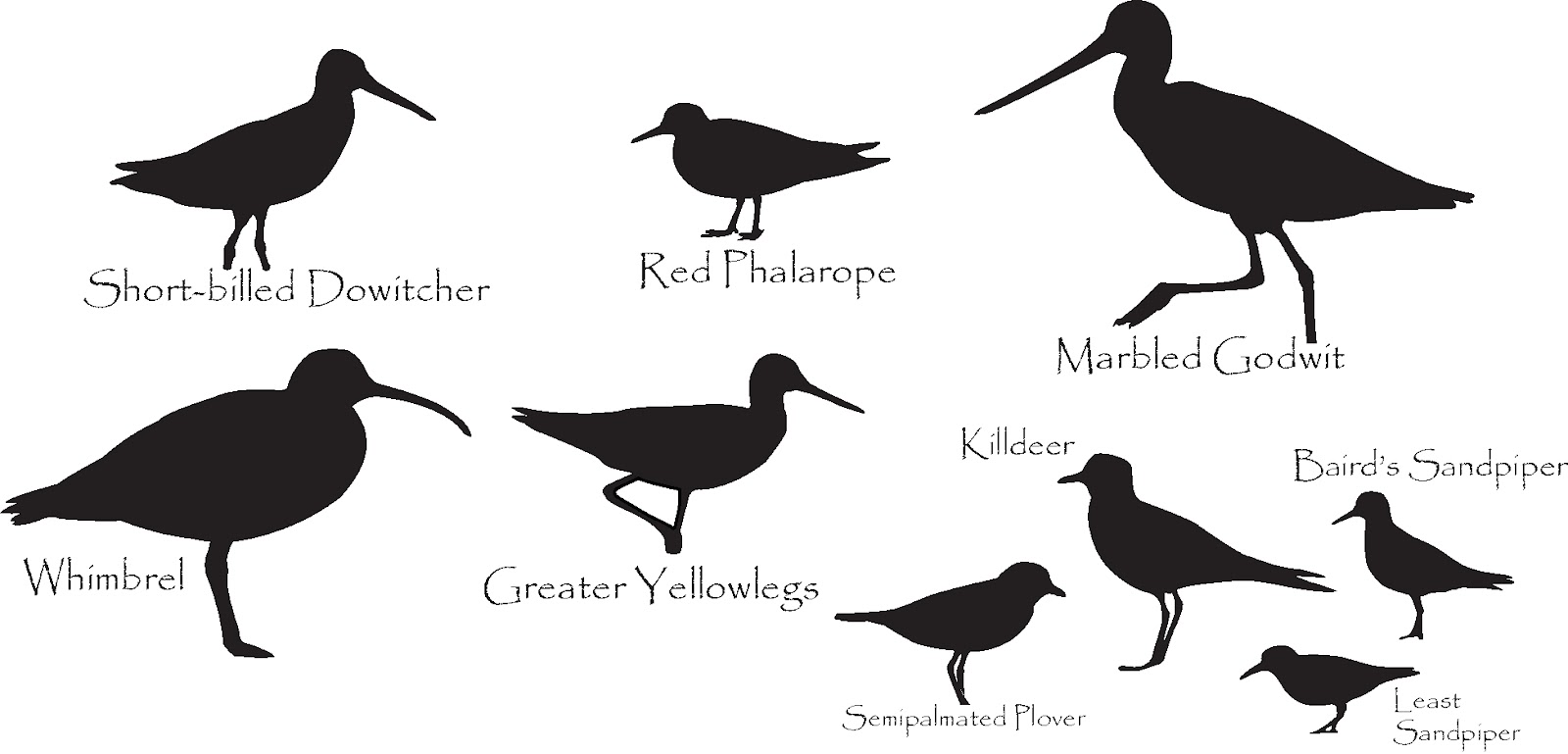 Bird In Everything: Birds Of The Northeast Identification