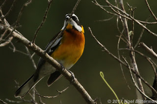 Hispaniolan Spindalis