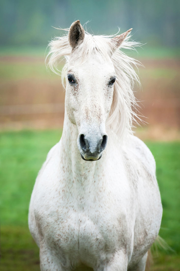 white-horse-training.jpg