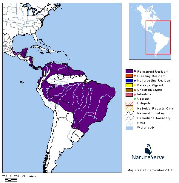 Tueré chico (Tityra inquisitor)