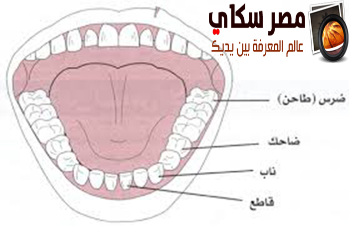 مم يتكون الفم وكيفية العناية به ؟