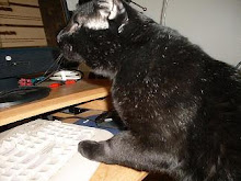 Blogging Kitty Cat