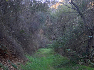 Strolling on old 2N28 in Water Canyon, Angeles National Forest