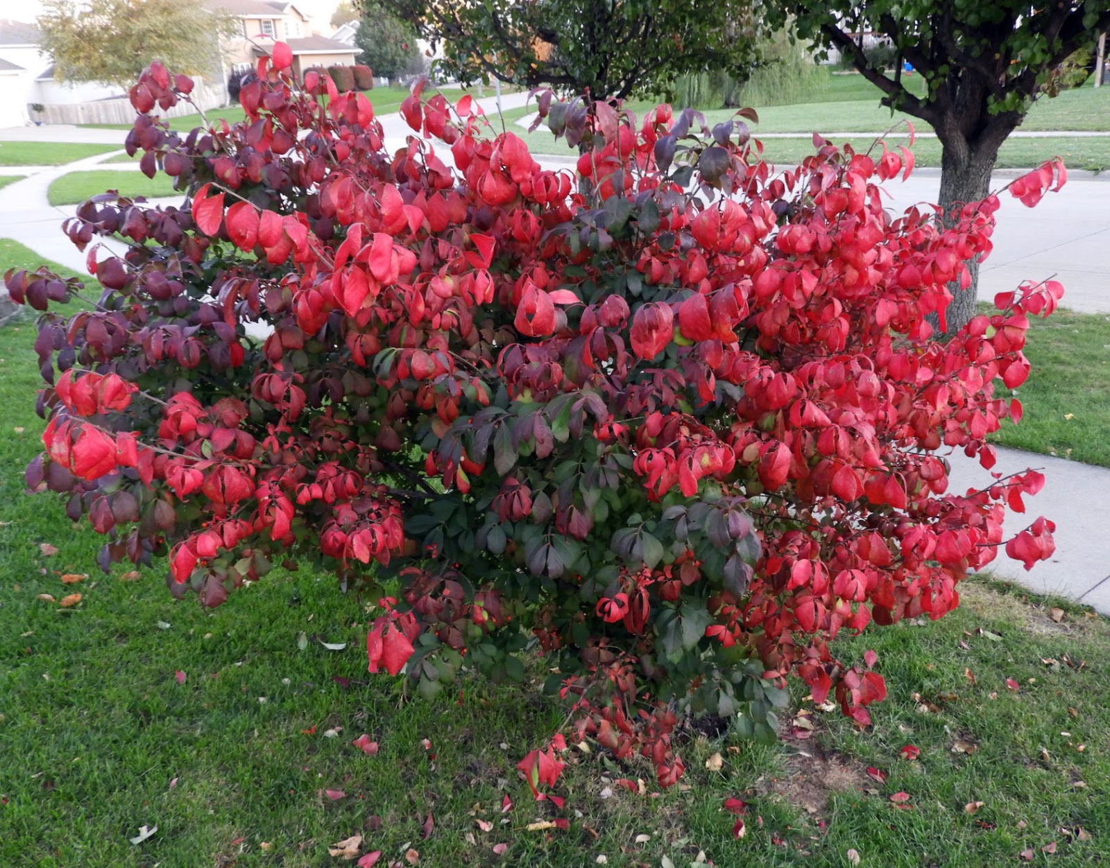 Saltaire Daily Photo The Burning Bush