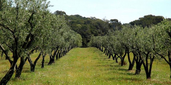 شامل أنواع أشجار الزيتون