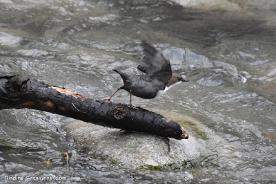 Merla d'aigua (Cinclus cinclus)