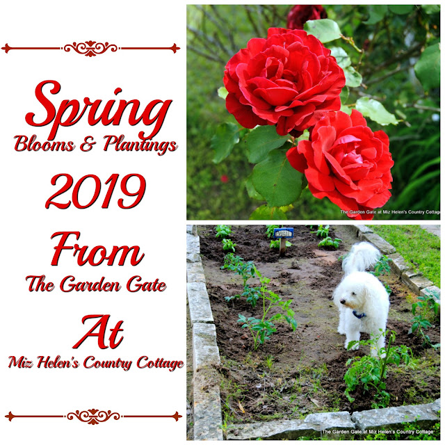 Spring Garden Planting and Blooms 2019 at Miz Helen's Country Cottage